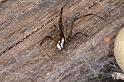 Latrodectus_hasselti_D3641_Z_85_Hamelin pool_Australie
